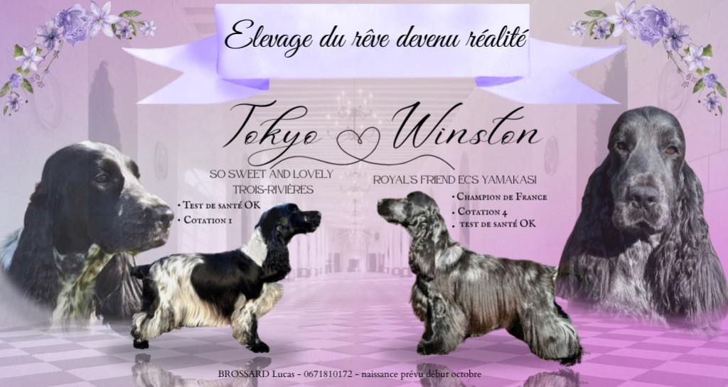 Gestation confirmée 