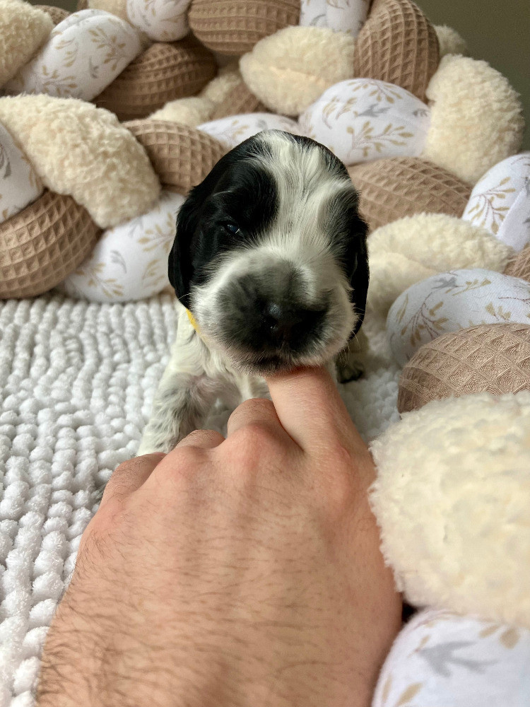 Du Rêve Devenu Réalité - Chiots disponibles - Cocker Spaniel Anglais