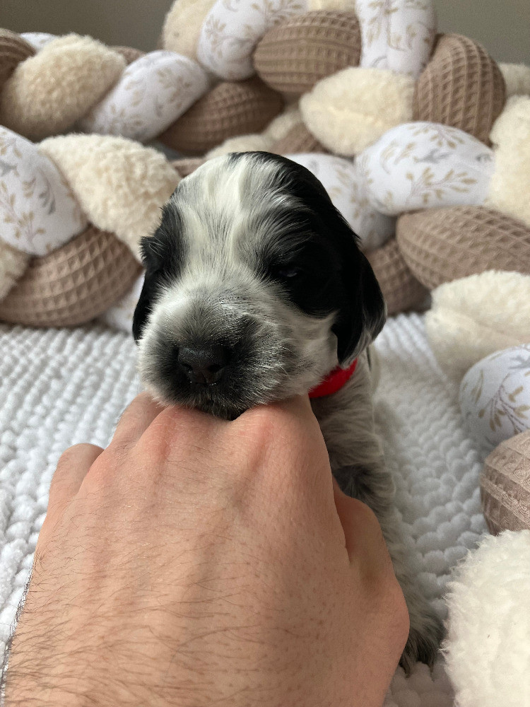 Du Rêve Devenu Réalité - Chiots disponibles - Cocker Spaniel Anglais