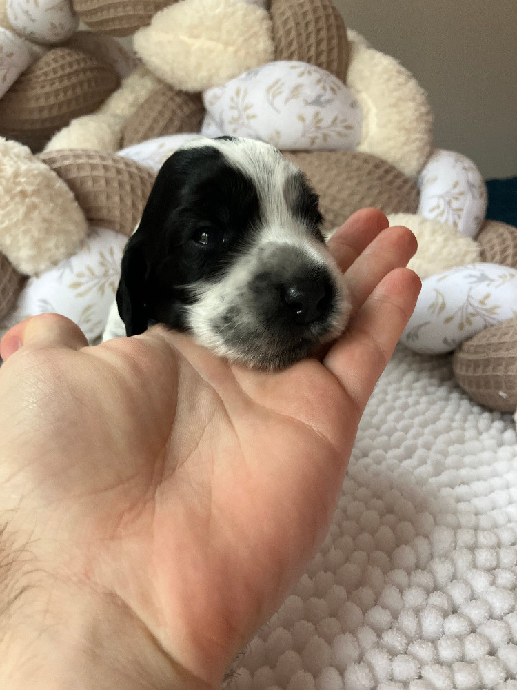 Du Rêve Devenu Réalité - Chiots disponibles - Cocker Spaniel Anglais